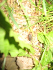 IMG_8696[1]